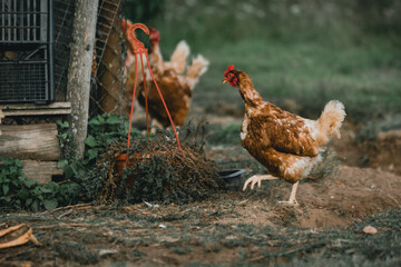 Brown chicken running in farm