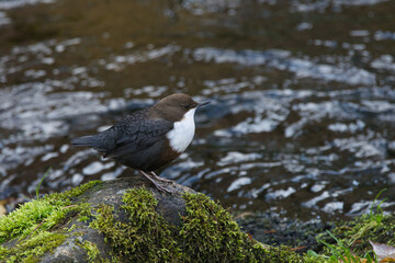 Singvögel - Wasseramsel oder Eurasische Wasseramsel (Cinclus cinclus)