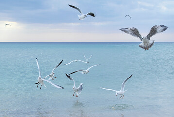 Seagulls on the beach.
