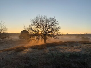 Westruper Heide