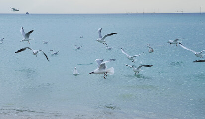 Seagulls on the beach.