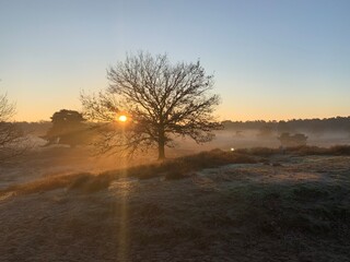Westruper Heide