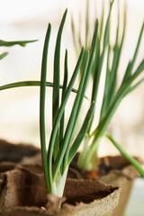 Green growing onions planted in a peat container