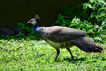 Hühnervögel - Blauer Pfau (Pavo cristatus) weiblich