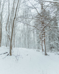 Snowy Forest Path