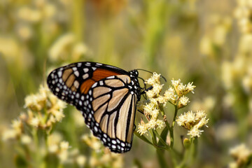 Monarch Butterfly on a Wildflower