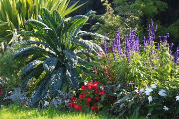 Mixed garden bed with flowers (Impatiens walleriana), vegetables (Lacinato kale) and herbs (Salvia)...