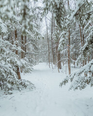 Snowy Forest Path