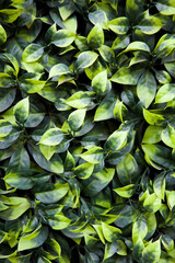 Texture of ivy leaves closeup
