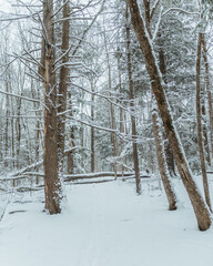 Snowy Forest Path