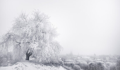 trees in the snow - obrazy, fototapety, plakaty