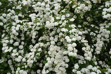 Spiraea thunbergii blooming bush. White flowers background. Shrub branches in white blossom. Beautiful summer nature.