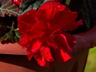 Ornamental plant. Flowering Red begonia (Begonia).