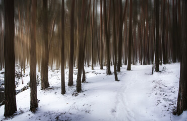 snow covered trees © Sieku Photo