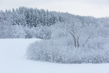 winter lanscape in january 2021