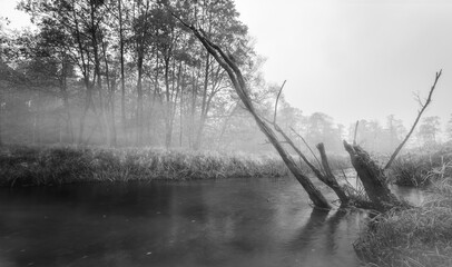 misty morning in the forest