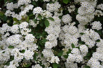 Spiraea thunbergii blooming bush. White flowers background. Shrub branches in white blossom. Beautiful summer nature.
