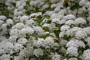 Spiraea thunbergii blooming bush. White flowers background. Shrub branches in white blossom. Beautiful summer nature.