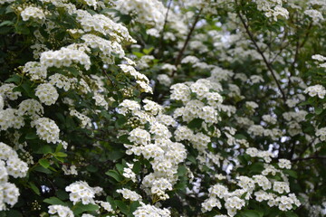Spiraea thunbergii blooming bush. White flowers background. Shrub branches in white blossom. Beautiful summer nature.
