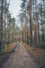 The man is riding a bicycle in the forest. Gravel bike