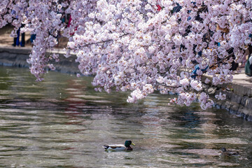Cherry blossoms along the Tidal Basin in Washington, DC.