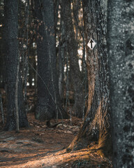 Obraz premium Forest