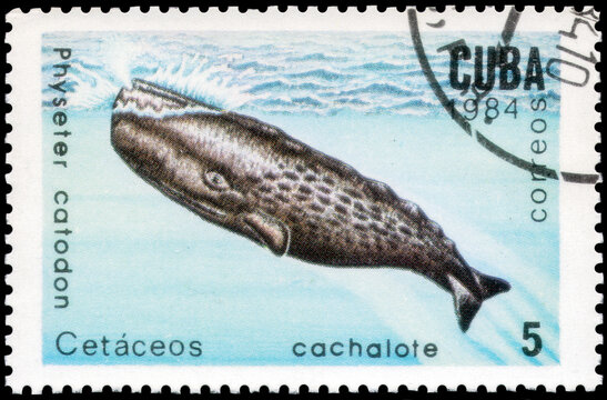 Postage stamp issued in the Cuba the image of the Sperm Whale, Physeter macrocephalus. From the series on Whales and dolphins, circa 1984