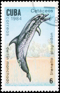 Postage stamp issued in the Cuba the image of the Atlantic Spotted Dolphin, Stenella plagiodon. From the series on Whales and dolphins, circa 1984