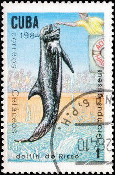 Postage stamp issued in the Cuba the image of the Risso Dolphin, Grampus griseus. From the series on Whales and dolphins, circa 1984