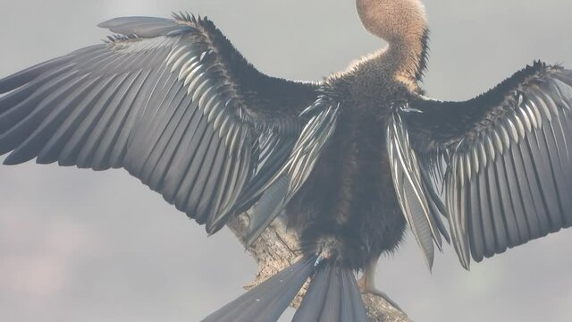 Anhinga fathers show in pond area .