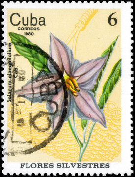 Postage stamp issued in the Cuba the image of the Silver-leaved nightshade, Solanum elaeagnifolium. From the series on Wild Flowers, circa 1980