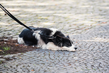 leashed dog lies on cobblestone pavement