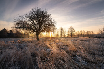 Obraz premium sunrise in the fog