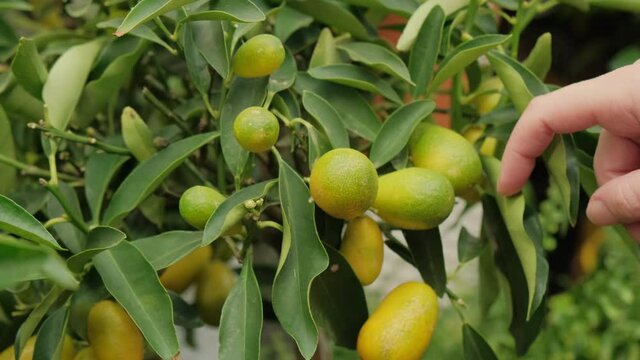 Woman hand touches a Mexican or Key lime hanging from a tree branch. Citrus fruits are green in color. Concept of healthy, organic food
