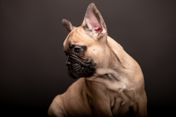 Little french bulldog puppies on black background