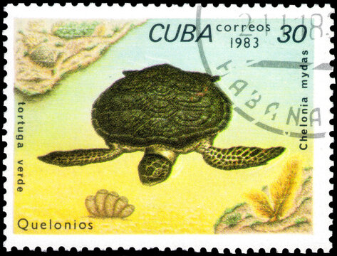 Postage stamp issued in the Cuba the image of the Green Sea Turtle, Chelonia mydas. From the series on Turtles, circa 1983