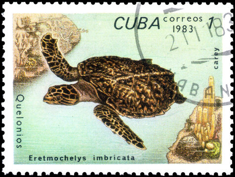 Postage stamp issued in the Cuba the image of the Hawksbill Turtle, Eretmochelys imbricata. From the series on Turtles, circa 1983