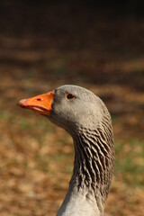 Goose head