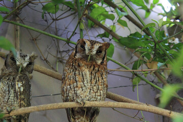 Family of owls resting in a tree, hidden.