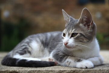 Portrait of a young house cat (alley cat, domestic cat) with a white and gray coat, lying on a stone.