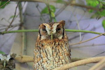 Hidden owl, looking defiantly at the camera.