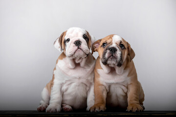 Obraz premium Small english bulldog puppy on white background