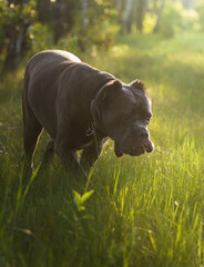 dog in the grass © Sieku Photo