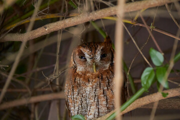 Hidden owl, looking defiantly at the camera.