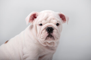 Small english bulldog puppy on a white background