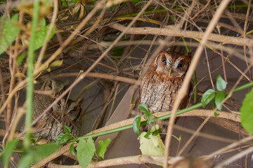 Hidden owl, looking defiantly at the camera.