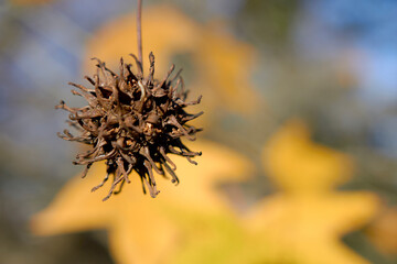 Brown coquito with yellow and orange leaves in autumn.