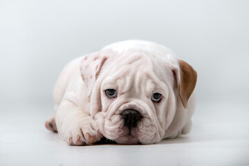 Small puppies of breed English Bulldog on a white background