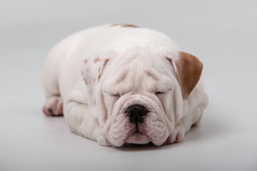 Fototapeta premium Small puppies of breed English Bulldog on a white background