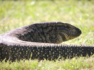 Lagarto (serpiente).